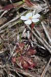 dwarf sundew